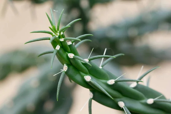 Miqueliopuntia Egy Olyan Típusú Kaktusz — Stock Fotó