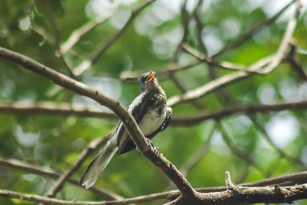 Kopsychus Ist Auf Einem Ast — Stockfoto