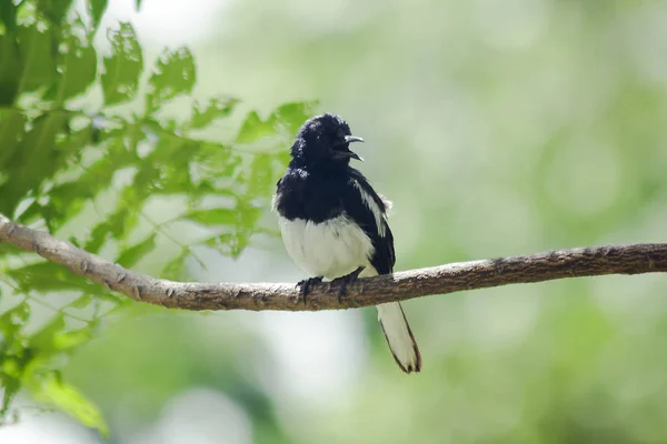 Copsychus Een Tak — Stockfoto