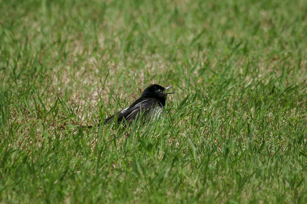 Copsychus Está Césped Verde Aire Libre —  Fotos de Stock