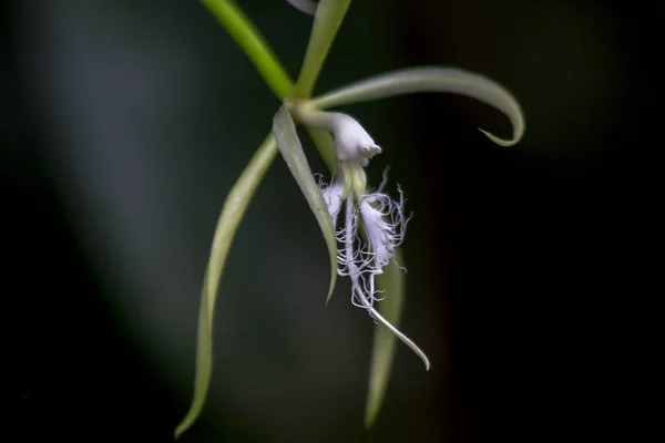 自然の中の白の野生の蘭 — ストック写真
