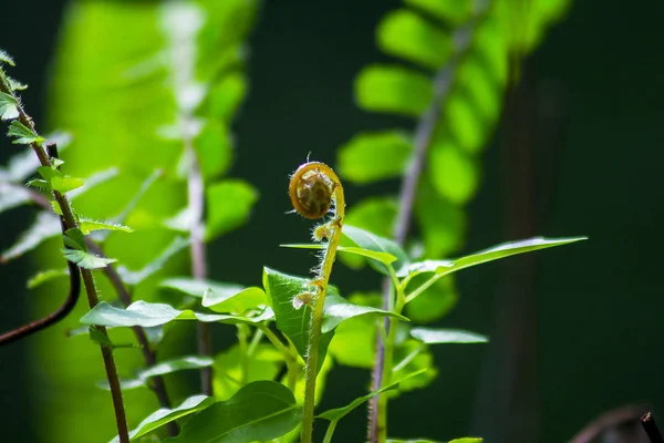 Folhas Samambaia Bela Natureza — Fotografia de Stock