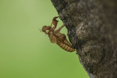Bir böceği derinin ağacıdır.
