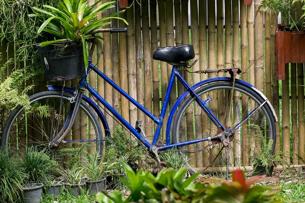 Stary Rower Niebieski Przeciwko Bambusa Ogrodzenie — Zdjęcie stockowe