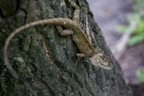 Brown Chameleon Tree — Stock Photo, Image