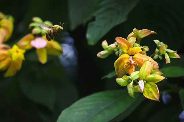 The bee is flying with yellow flowers.