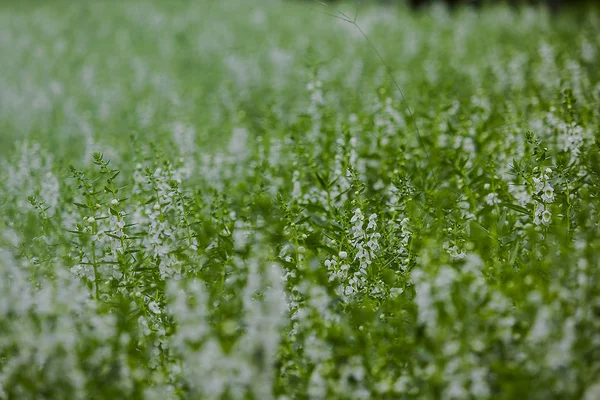 Muitas Flores Brancas Jardim — Fotografia de Stock