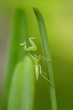 Mantodea yeşil bir yaprak üzerinde olduğunu.