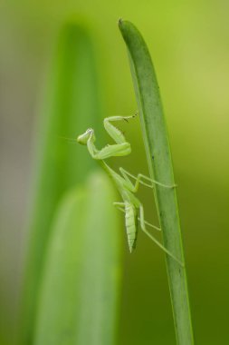 Mantodea yeşil bir yaprak üzerinde olduğunu.