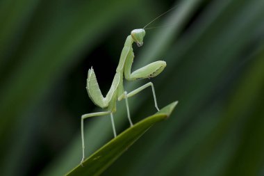 Mantodea yeşil bir yaprak üzerinde olduğunu.