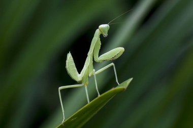 Mantodea yeşil bir yaprak üzerinde olduğunu.