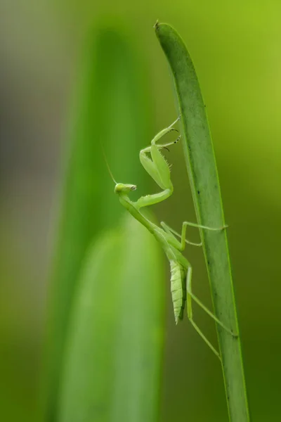 Mantodea Natureza Está Uma Folha Verde — Fotografia de Stock