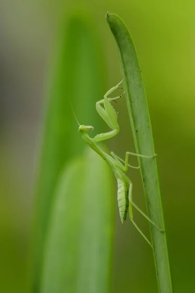 Mantodea Знаходиться Зелений Лист — стокове фото