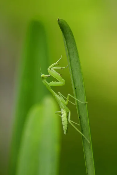 Mantodea Знаходиться Зелений Лист — стокове фото