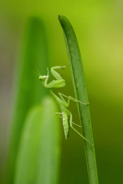 Mantodea Знаходиться Зелений Лист — стокове фото