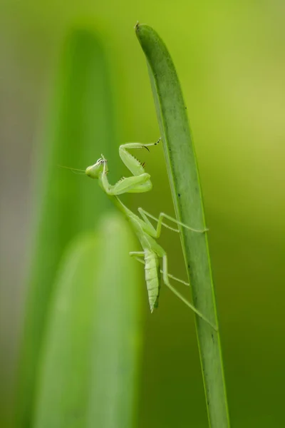 Mantodea Знаходиться Зелений Лист — стокове фото