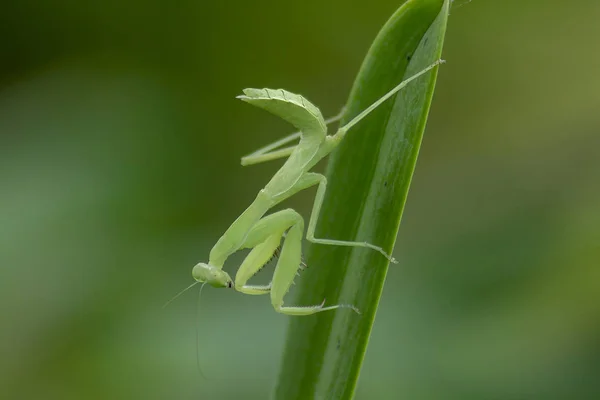 Mantodea Está Uma Folha Verde — Fotografia de Stock