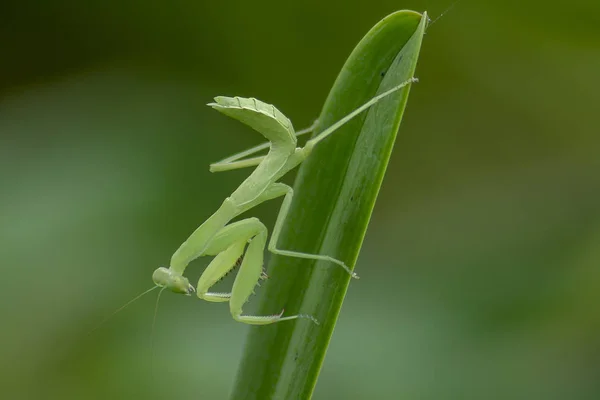 Mantodea Знаходиться Зелений Лист — стокове фото