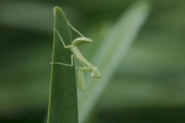 Mantodea Знаходиться Зелений Лист — стокове фото