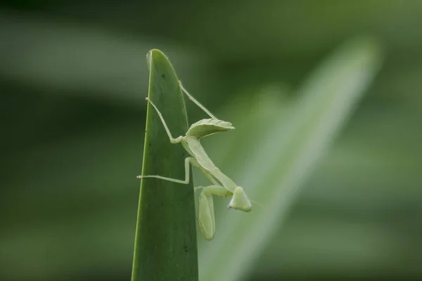 Mantodea Está Uma Folha Verde — Fotografia de Stock