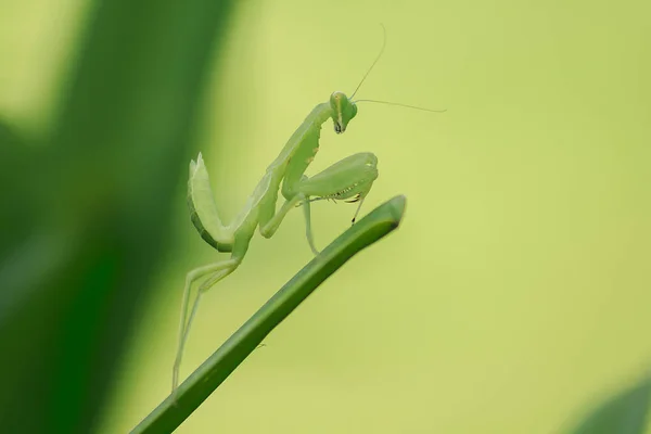 Mantodea Знаходиться Зелений Лист — стокове фото