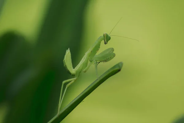 Mantodea Знаходиться Зелений Лист — стокове фото