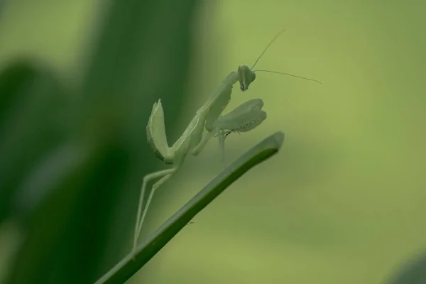 Mantodea Está Sobre Una Hoja Verde —  Fotos de Stock