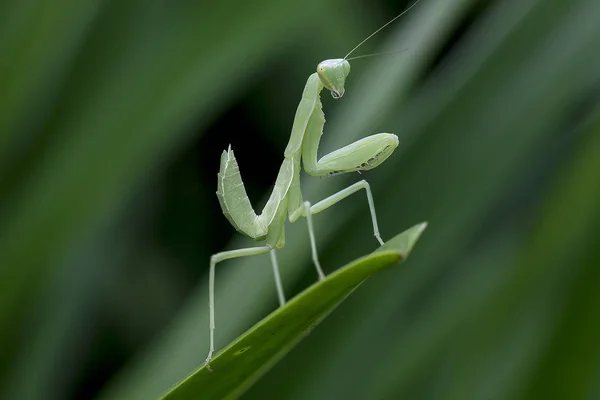 Mantodea Está Sobre Una Hoja Verde —  Fotos de Stock