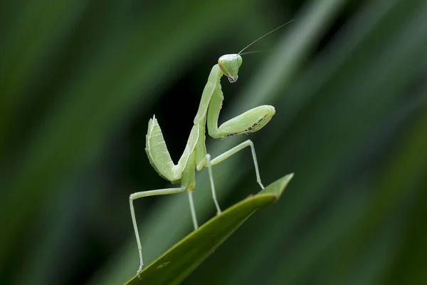 Mantodea Steht Auf Einem Grünen Blatt — Stockfoto