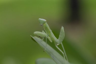 Mantodea yeşil bir yaprak üzerinde olduğunu.
