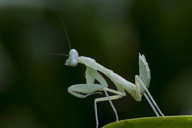 Mantodea yeşil bir yaprak üzerinde olduğunu.
