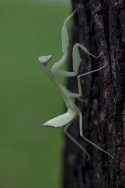 Mantodea ağacıdır.