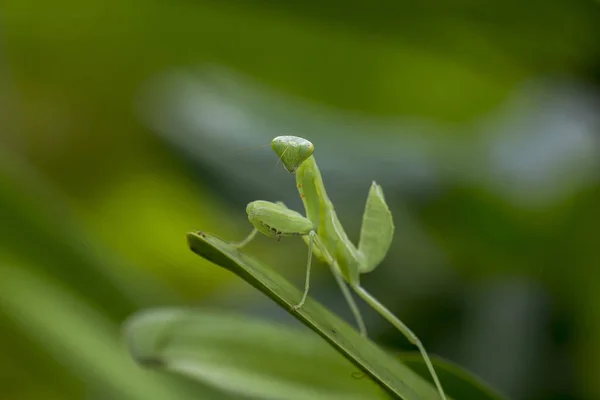 Mantodea Steht Auf Einem Grünen Blatt — Stockfoto