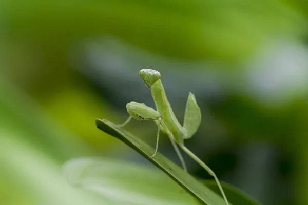 Mantodea Steht Auf Einem Grünen Blatt — Stockfoto