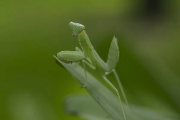 Mantodea Знаходиться Зелений Лист — стокове фото