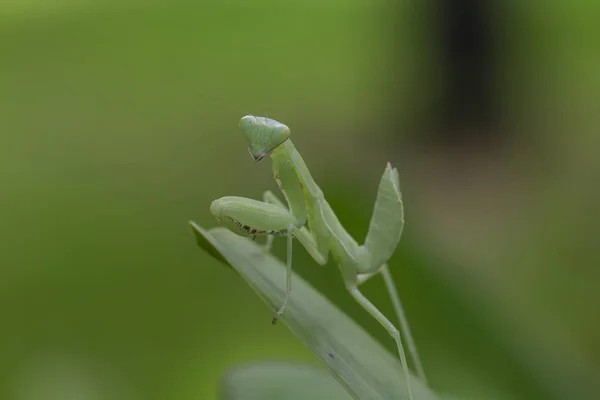 Mantodea Знаходиться Зелений Лист — стокове фото