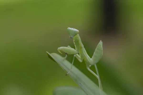 Mantodea Jest Zielonych Liści — Zdjęcie stockowe