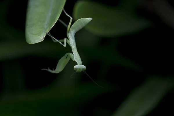 Mantodea Está Sobre Una Hoja Verde —  Fotos de Stock