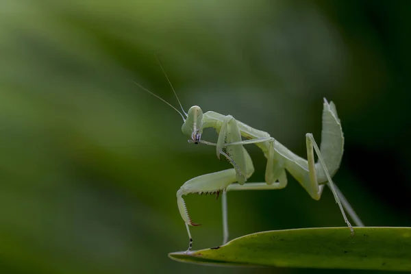 Mantodea Está Sobre Una Hoja Verde —  Fotos de Stock