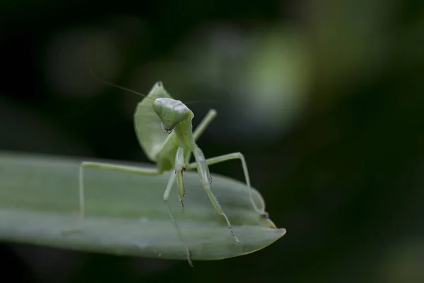 Mantodea Está Uma Folha Verde — Fotografia de Stock