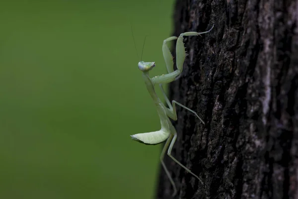 Mantodea 나무에는 — 스톡 사진