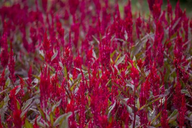  Bahçede Celosia argentea. Uzun kırmızı önümüzdeki