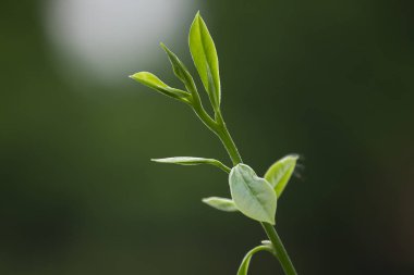 Yeni yaprakları yumuşak yeşil yapraklar.