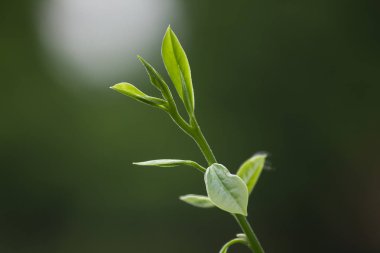Yeni yaprakları yumuşak yeşil yapraklar.
