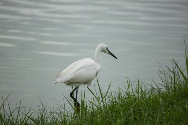 Su üzerinde yürümek ak balıkçıl.