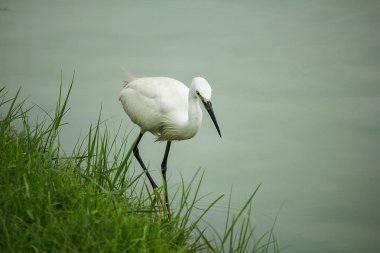 Su üzerinde yürümek ak balıkçıl.