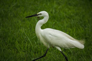 Beyaz ak balıkçıl çimlerde yürüyor.