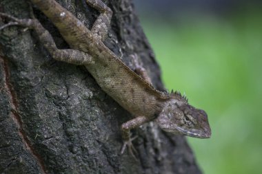 Bir kertenkele ağaca tırmanıyor.