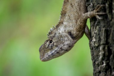 Bir kertenkele ağaca tırmanıyor.