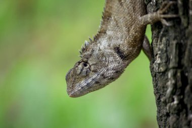 Bir kertenkele ağaca tırmanıyor.
